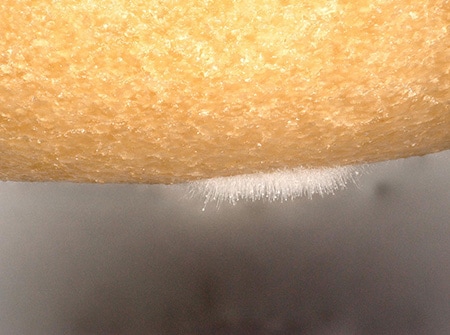 Observación de moho en una rosquilla utilizando el Microscopio Digital 4K Serie VHX
